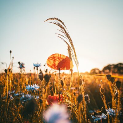 pexels photo 2583889