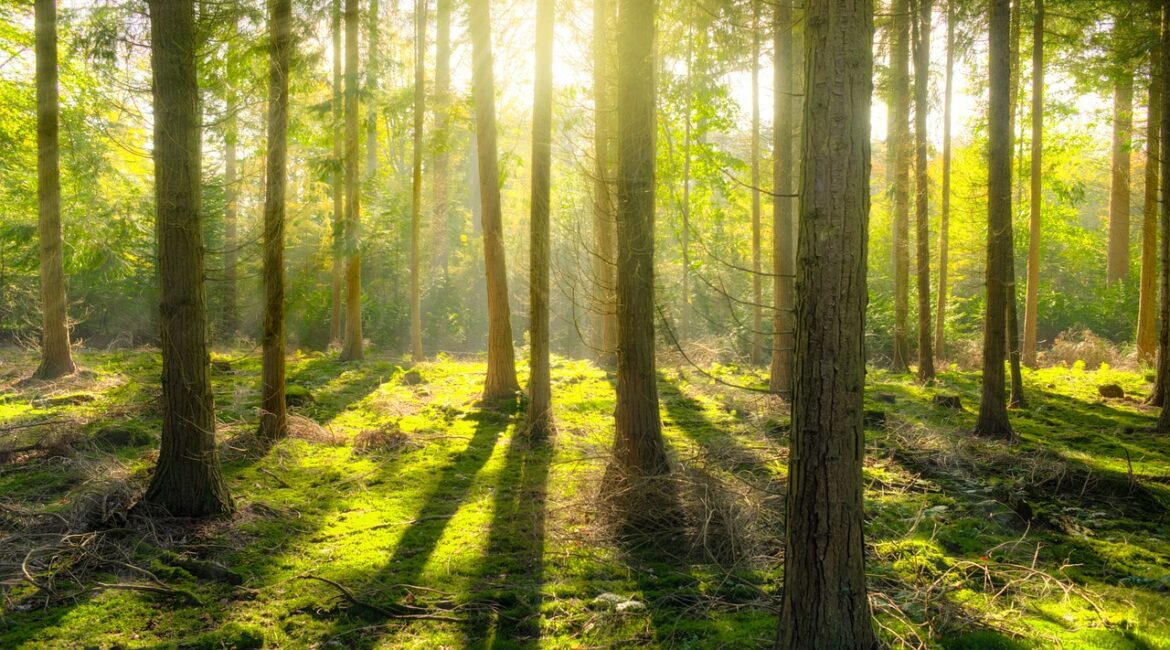 forest, sun, shadow