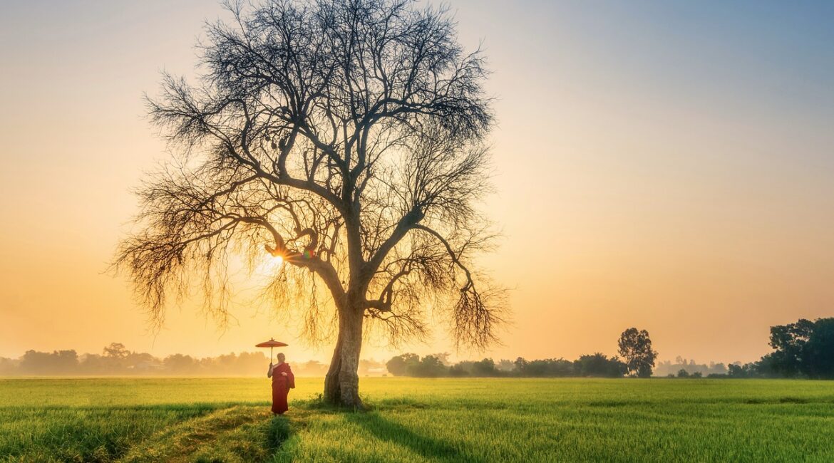 monk, morning, old tree