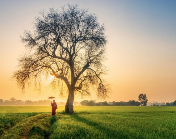 monk, morning, old tree