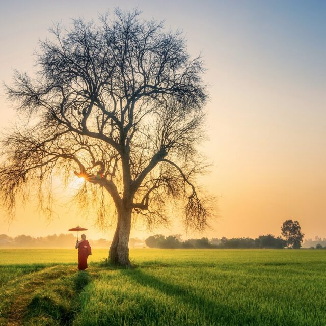 monk, morning, old tree