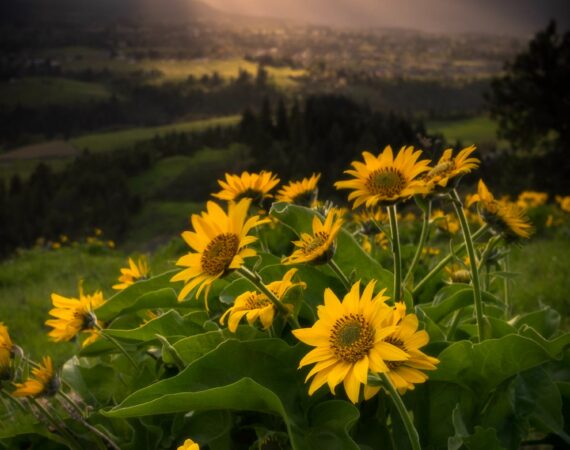 pexels photo 2406393