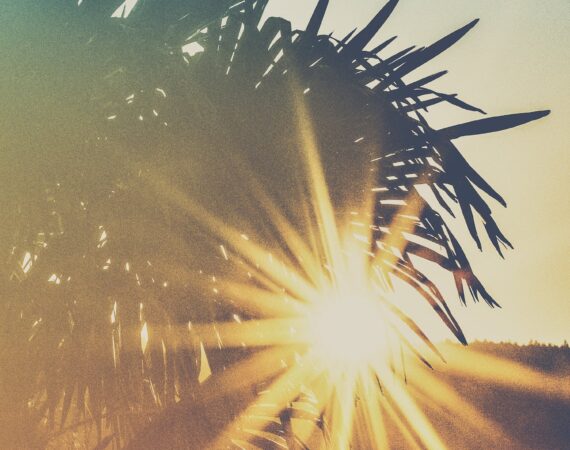 pexels photo 2086269