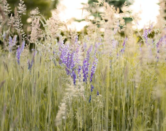 pexels photo 2433511