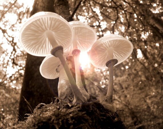 forest mushrooms nature autumn 361186