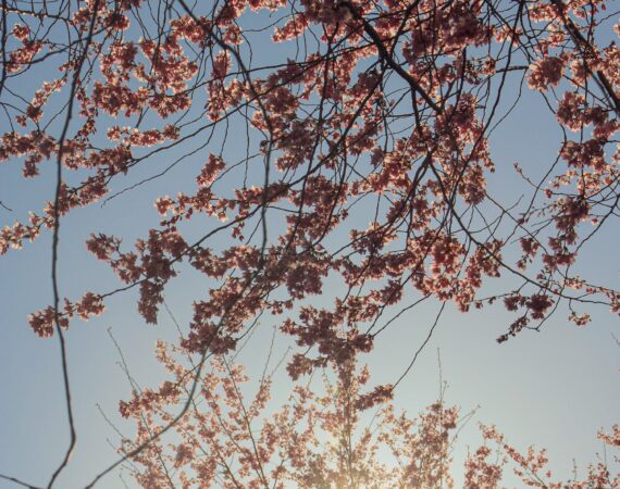 pexels photo 16582222