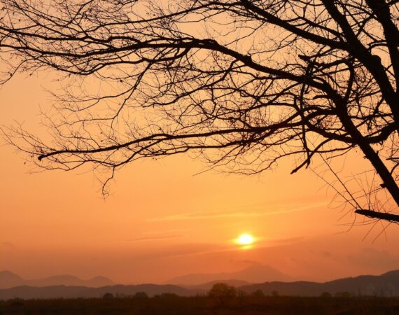 pexels photo 16588127