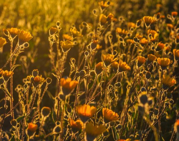 pexels photo 1784581