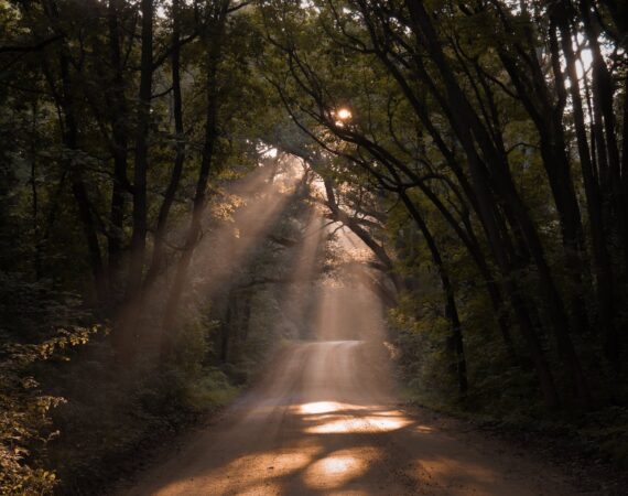 pexels photo 2890344