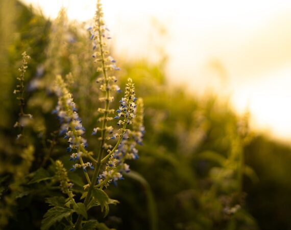 pexels photo 2499793