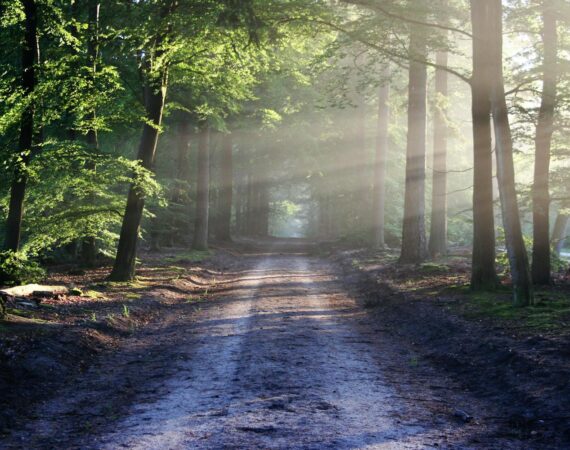 road sun rays path