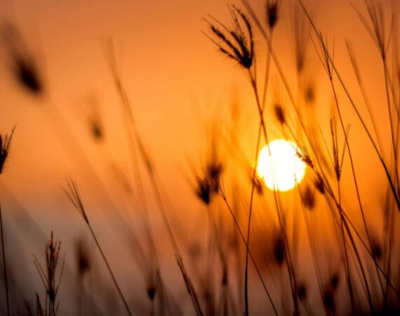 pexels photo 1454752